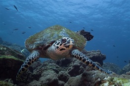 Government of Myanmar Unveils New Plan To Protect Marine Wildlife and Resources